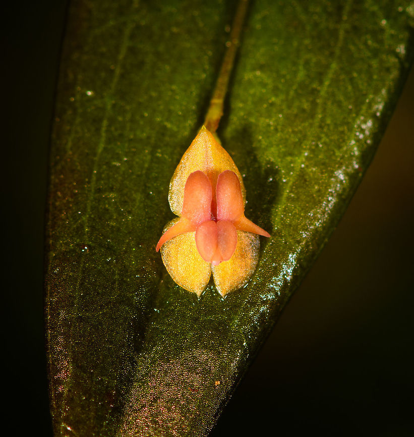 Lepanthes ricaurtensis, Rio &Ntilde;ambi, Colombia  Colombia,Colombia 2018,Colombia South,Lepanthes ricaurtensis,Rio &Ntilde;ambi,South America