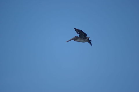 Pelican in flight Pelican in Costa Rica during flight. Aves,Birds,Brown Pelican,Costa Rica,Flight,Pelecanus occidentalis,Pelican