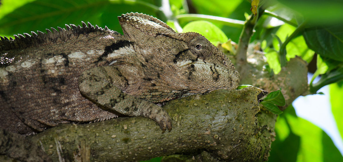 Panther chameleon at Pyreras Reserve, Madagascar  Furcifer oustaleti,Madagascar,Malagasy Giant Chameleon,Pyreras Reserve