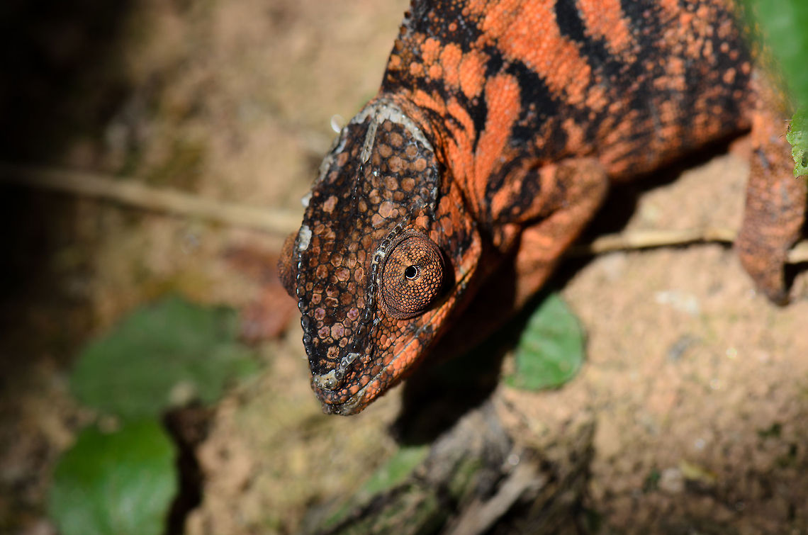 Orange Panther chameleon in Madagascar  Furcifer pardalis,Madagascar,Panther chameleon,Pyreras Reserve