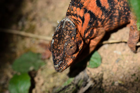 Orange Panther chameleon in Madagascar  Furcifer pardalis,Madagascar,Panther chameleon,Pyreras Reserve
