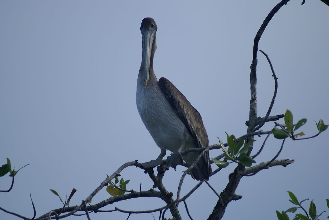 Large Pelican at a river side Front view of a large Pelican in Costa Rica, as taken from our river boat. Birds,Brown Pelican,Costa Rica,Pelecanus occidentalis,Pelican