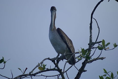 Large Pelican at a river side Front view of a large Pelican in Costa Rica, as taken from our river boat. Birds,Brown Pelican,Costa Rica,Pelecanus occidentalis,Pelican