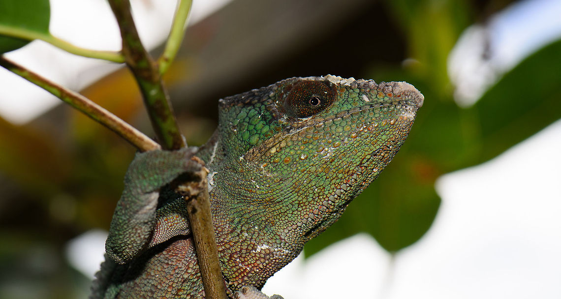 Panther chameleon climbing, Madagascar  Furcifer pardalis,Madagascar,Panther chameleon,Pyreras Reserve