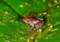 Tiny rainfrog - closeup, Rio &Ntilde;ambi, Colombia Found on our path to reach the Rio &Ntilde;ambi lodge, placed on a leaf for photography.<br />
https://www.jungledragon.com/image/77963/tiny_rainfrog_rio_ambi_colombia.html Colombia,Colombia 2018,Colombia South,Rio &Ntilde;ambi,South America