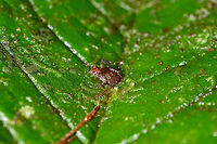 Tiny rainfrog, Rio Ñambi, Colombia Found on our path to reach the Rio Ñambi lodge, placed on a leaf for photography.<br />
https://www.jungledragon.com/image/77962/tiny_rainfrog_-_closeup_rio_ambi_colombia.html Colombia,Colombia 2018,Colombia South,Rio Ñambi,South America