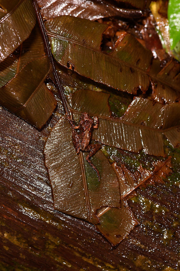 Brown rainfrog, Rio Ñambi, Colombia Found on our path to reach the Rio &Ntilde;ambi lodge.<br />
<figure class="photo"><a href="https://www.jungledragon.com/image/77965/brown_rainfrog_on_pole_rio_ambi_colombia.html" title="Brown rainfrog on pole, Rio &Ntilde;ambi, Colombia"><img src="https://s3.amazonaws.com/media.jungledragon.com/images/2/77965_thumb.jpg?AWSAccessKeyId=05GMT0V3GWVNE7GGM1R2&Expires=1759968010&Signature=ZlbTaU9vc8yieavEm6eLaQq8rCM%3D" width="200" height="164" alt="Brown rainfrog on pole, Rio &Ntilde;ambi, Colombia Found on our path to reach the Rio &Ntilde;ambi lodge.<br />
https://www.jungledragon.com/image/77964/brown_rainfrog_rio_ambi_colombia.html Colombia,Colombia 2018,Colombia South,Rio &Ntilde;ambi,South America" /></a></figure> Colombia,Colombia 2018,Colombia South,Rio Ñambi,South America