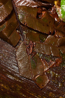 Brown rainfrog, Rio &Ntilde;ambi, Colombia Found on our path to reach the Rio &Ntilde;ambi lodge.
https://www.jungledragon.com/image/77965/brown_rainfrog_on_pole_rio_ambi_colombia.html Colombia,Colombia 2018,Colombia South,Rio &Ntilde;ambi,South America
