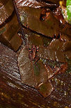 Brown rainfrog, Rio &Ntilde;ambi, Colombia Found on our path to reach the Rio &Ntilde;ambi lodge.<br />
https://www.jungledragon.com/image/77965/brown_rainfrog_on_pole_rio_ambi_colombia.html Colombia,Colombia 2018,Colombia South,Rio &Ntilde;ambi,South America