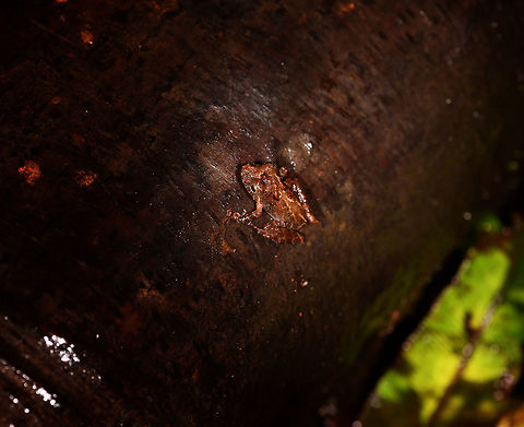 Brown rainfrog on pole, Rio &Ntilde;ambi, Colombia Found on our path to reach the Rio &Ntilde;ambi lodge.
https://www.jungledragon.com/image/77964/brown_rainfrog_rio_ambi_colombia.html Colombia,Colombia 2018,Colombia South,Rio &Ntilde;ambi,South America