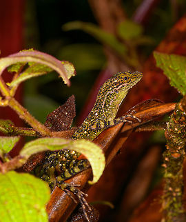 Equatorial Anole, Rio &Ntilde;ambi, Colombia We arrived at the accommodation at the Rio &Ntilde;ambi reserve, and it was a bit of a low arrival. We found it in a very poor state with little to no facilities, lots of noise from construction work, and hostile staff. Not the little paradise in the jungle we had anticipated. Things did turn around for the better later on, luckily. This jungle dragon was found in the garden of the reserve, we found it by its loud squeaky call. Manuel captured it so that we could have a quick look at the dewlap, for identification.
https://www.jungledragon.com/image/77967/equatorial_anole_-_portrait_rio_ambi_colombia.html
https://www.jungledragon.com/image/77968/equatorial_anole_-_dewlap_rio_ambi_colombia.html Anolis aequatorialis,Colombia,Colombia 2018,Colombia South,Equatorial Anole,Rio &Ntilde;ambi,South America