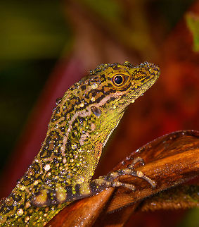 Equatorial Anole - portrait, Rio &Ntilde;ambi, Colombia We arrived at the accommodation at the Rio &Ntilde;ambi reserve, and it was a bit of a low arrival. We found it in a very poor state with little to no facilities, lots of noise from construction work, and hostile staff. Not the little paradise in the jungle we had anticipated. Things did turn around for the better later on, luckily. This jungle dragon was found in the garden of the reserve, we found it by its loud squeaky call. Manuel captured it so that we could have a quick look at the dewlap, for identification.
https://www.jungledragon.com/image/77966/equatorial_anole_rio_ambi_colombia.html
https://www.jungledragon.com/image/77968/equatorial_anole_-_dewlap_rio_ambi_colombia.html Colombia,Colombia 2018,Colombia South,Rio &Ntilde;ambi,South America