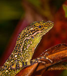 Equatorial Anole - portrait, Rio Ñambi, Colombia We arrived at the accommodation at the Rio Ñambi reserve, and it was a bit of a low arrival. We found it in a very poor state with little to no facilities, lots of noise from construction work, and hostile staff. Not the little paradise in the jungle we had anticipated. Things did turn around for the better later on, luckily. This jungle dragon was found in the garden of the reserve, we found it by its loud squeaky call. Manuel captured it so that we could have a quick look at the dewlap, for identification.<br />
https://www.jungledragon.com/image/77966/equatorial_anole_rio_ambi_colombia.html<br />
https://www.jungledragon.com/image/77968/equatorial_anole_-_dewlap_rio_ambi_colombia.html Colombia,Colombia 2018,Colombia South,Rio Ñambi,South America
