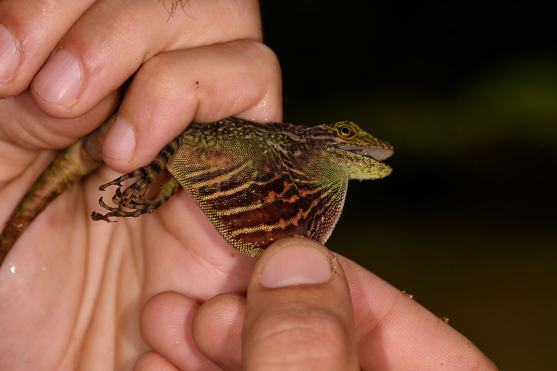 Equatorial Anole - dewlap, Rio &Ntilde;ambi, Colombia We arrived at the accommodation at the Rio &Ntilde;ambi reserve, and it was a bit of a low arrival. We found it in a very poor state with little to no facilities, lots of noise from construction work, and hostile staff. Not the little paradise in the jungle we had anticipated. Things did turn around for the better later on, luckily. This jungle dragon was found in the garden of the reserve, we found it by its loud squeaky call. Manuel captured it so that we could have a quick look at the dewlap, for identification.<br />
<figure class="photo"><a href="https://www.jungledragon.com/image/77966/equatorial_anole_rio_ambi_colombia.html" title="Equatorial Anole, Rio &Ntilde;ambi, Colombia"><img src="https://s3.amazonaws.com/media.jungledragon.com/images/2/77966_thumb.jpg?AWSAccessKeyId=05GMT0V3GWVNE7GGM1R2&Expires=1769040010&Signature=TFS9gO%2BiTFBtPNSqotKKDJcvQug%3D" width="128" height="152" alt="Equatorial Anole, Rio &Ntilde;ambi, Colombia We arrived at the accommodation at the Rio &Ntilde;ambi reserve, and it was a bit of a low arrival. We found it in a very poor state with little to no facilities, lots of noise from construction work, and hostile staff. Not the little paradise in the jungle we had anticipated. Things did turn around for the better later on, luckily. This jungle dragon was found in the garden of the reserve, we found it by its loud squeaky call. Manuel captured it so that we could have a quick look at the dewlap, for identification.<br />
https://www.jungledragon.com/image/77967/equatorial_anole_-_portrait_rio_ambi_colombia.html<br />
https://www.jungledragon.com/image/77968/equatorial_anole_-_dewlap_rio_ambi_colombia.html Anolis aequatorialis,Colombia,Colombia 2018,Colombia South,Equatorial Anole,Rio &Ntilde;ambi,South America" /></a></figure><br />
<figure class="photo"><a href="https://www.jungledragon.com/image/77967/equatorial_anole_-_portrait_rio_ambi_colombia.html" title="Equatorial Anole - portrait, Rio &Ntilde;ambi, Colombia"><img src="https://s3.amazonaws.com/media.jungledragon.com/images/2/77967_thumb.jpg?AWSAccessKeyId=05GMT0V3GWVNE7GGM1R2&Expires=1769040010&Signature=zVBQ%2BWk%2BfRDrf8qhBLTJ5B37IwM%3D" width="134" height="152" alt="Equatorial Anole - portrait, Rio &Ntilde;ambi, Colombia We arrived at the accommodation at the Rio &Ntilde;ambi reserve, and it was a bit of a low arrival. We found it in a very poor state with little to no facilities, lots of noise from construction work, and hostile staff. Not the little paradise in the jungle we had anticipated. Things did turn around for the better later on, luckily. This jungle dragon was found in the garden of the reserve, we found it by its loud squeaky call. Manuel captured it so that we could have a quick look at the dewlap, for identification.<br />
https://www.jungledragon.com/image/77966/equatorial_anole_rio_ambi_colombia.html<br />
https://www.jungledragon.com/image/77968/equatorial_anole_-_dewlap_rio_ambi_colombia.html Colombia,Colombia 2018,Colombia South,Rio &Ntilde;ambi,South America" /></a></figure> Colombia,Colombia 2018,Colombia South,Rio &Ntilde;ambi,South America