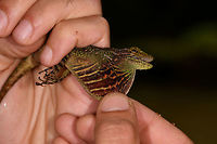 Equatorial Anole - dewlap, Rio Ñambi, Colombia We arrived at the accommodation at the Rio Ñambi reserve, and it was a bit of a low arrival. We found it in a very poor state with little to no facilities, lots of noise from construction work, and hostile staff. Not the little paradise in the jungle we had anticipated. Things did turn around for the better later on, luckily. This jungle dragon was found in the garden of the reserve, we found it by its loud squeaky call. Manuel captured it so that we could have a quick look at the dewlap, for identification.<br />
https://www.jungledragon.com/image/77966/equatorial_anole_rio_ambi_colombia.html<br />
https://www.jungledragon.com/image/77967/equatorial_anole_-_portrait_rio_ambi_colombia.html Colombia,Colombia 2018,Colombia South,Rio Ñambi,South America