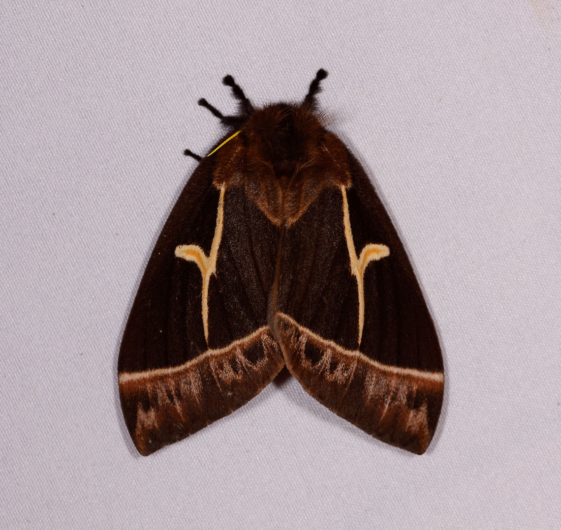 Dirphia horcana, Rio Ñambi, Colombia As we arrived by the end of the afternoon at Rio &Ntilde;ambi, there was no light left for a daytime hike, so we held our 5th and last mothing session of our 2018 trip. It was a relatively brief, but quite productive session.<br />
<br />
Note: check out how extraordinary yellow the antennae on this one are. Colombia,Colombia 2018,Colombia South,Dirphia horcana,Rio Ñambi,South America