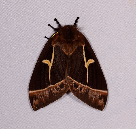 Dirphia horcana, Rio &Ntilde;ambi, Colombia As we arrived by the end of the afternoon at Rio &Ntilde;ambi, there was no light left for a daytime hike, so we held our 5th and last mothing session of our 2018 trip. It was a relatively brief, but quite productive session.

Note: check out how extraordinary yellow the antennae on this one are. Colombia,Colombia 2018,Colombia South,Dirphia horcana,Rio &Ntilde;ambi,South America