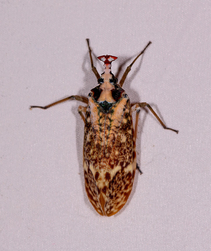 Phrictus moebiusi, dorsal, Rio Ñambi Some interesting by-catch on the mothing cloth in Rio &Ntilde;ambi.<br />
<figure class="photo"><a href="https://www.jungledragon.com/image/77996/phrictus_moebiusi_lateral_rio_ambi.html" title="Phrictus moebiusi, lateral, Rio &Ntilde;ambi"><img src="https://s3.amazonaws.com/media.jungledragon.com/images/2/77996_thumb.jpg?AWSAccessKeyId=05GMT0V3GWVNE7GGM1R2&Expires=1767225610&Signature=O2MeQGIgz5kQEPyVfVf5TstXsp8%3D" width="200" height="138" alt="Phrictus moebiusi, lateral, Rio &Ntilde;ambi Some interesting by-catch on the mothing cloth in Rio &Ntilde;ambi.<br />
https://www.jungledragon.com/image/77995/phrictus_moebiusi_dorsal_rio_ambi.html Colombia,Colombia 2018,Colombia South,Phrictus moebiusi,Rio &Ntilde;ambi,South America" /></a></figure> Colombia,Colombia 2018,Colombia South,Phrictus moebiusi,Rio Ñambi,South America