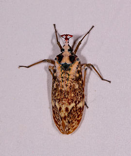 Phrictus moebiusi, dorsal, Rio Ñambi Some interesting by-catch on the mothing cloth in Rio Ñambi.
https://www.jungledragon.com/image/77996/phrictus_moebiusi_lateral_rio_ambi.html Colombia,Colombia 2018,Colombia South,Phrictus moebiusi,Rio Ñambi,South America