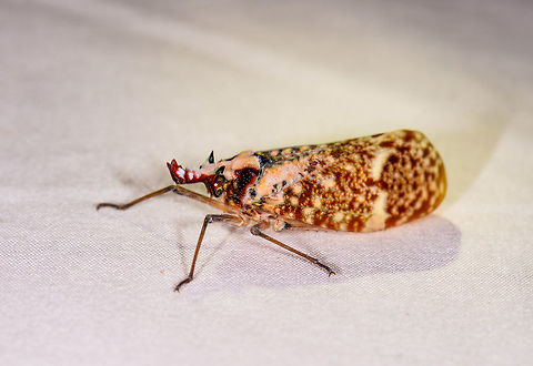 Phrictus moebiusi, lateral, Rio &Ntilde;ambi Some interesting by-catch on the mothing cloth in Rio &Ntilde;ambi.
https://www.jungledragon.com/image/77995/phrictus_moebiusi_dorsal_rio_ambi.html Colombia,Colombia 2018,Colombia South,Phrictus moebiusi,Rio &Ntilde;ambi,South America