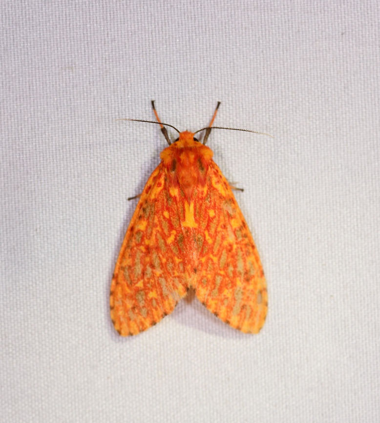 Symphlebia sp., Rio Ñambi, Colombia  Colombia,Colombia 2018,Colombia South,Rio Ñambi,South America
