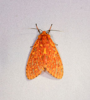 Symphlebia sp., Rio &Ntilde;ambi, Colombia  Colombia,Colombia 2018,Colombia South,Rio &Ntilde;ambi,South America