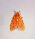 Symphlebia sp., Rio Ñambi, Colombia Colombia,Colombia 2018,Colombia South,Rio Ñambi,South America