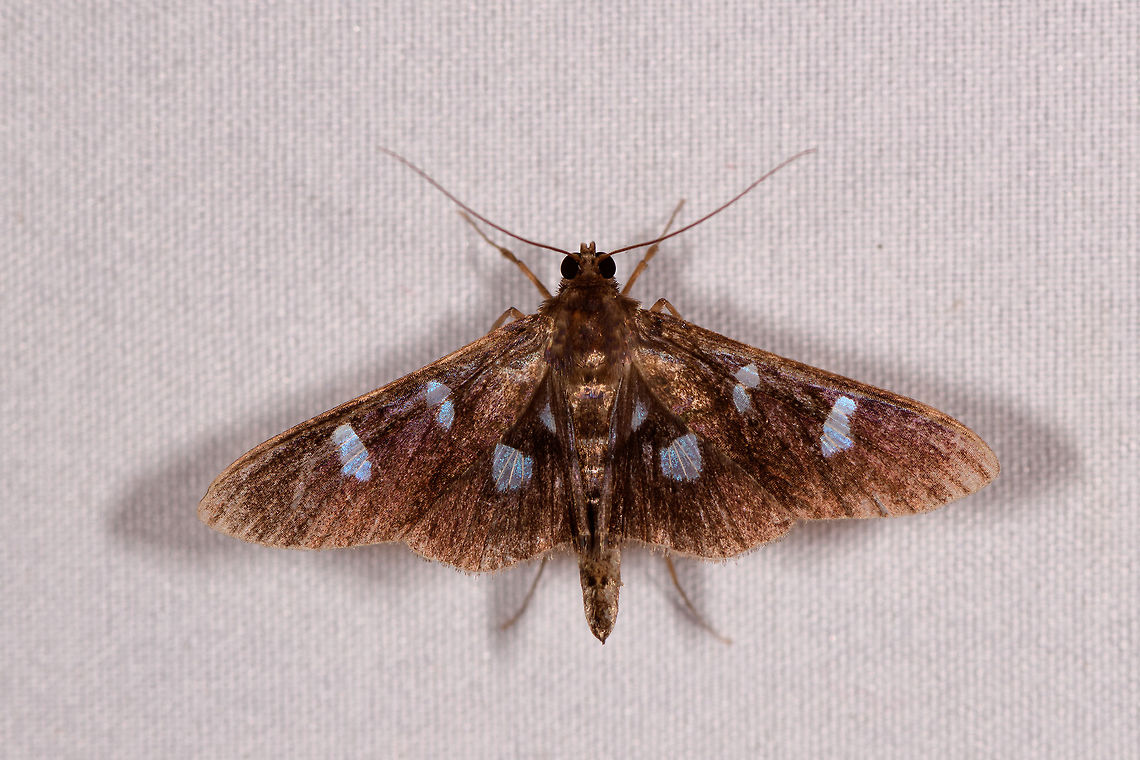 Desmia octomaculalis, Rio Ñambi, Colombia The first moth I&#039;m coming across in the set that we found in all 3 locations in which we did mothing:<br />
- La Isla Escondida<br />
- La Planada<br />
- Rio &Ntilde;ambi Colombia,Colombia 2018,Colombia South,Desmia octomaculalis,Rio Ñambi,South America