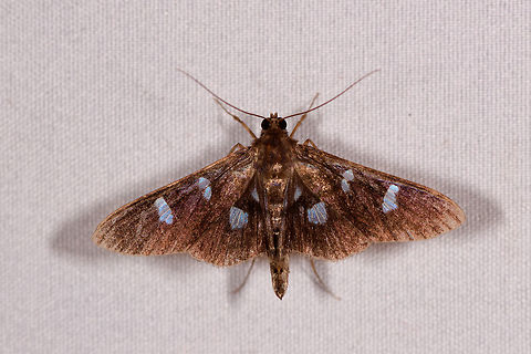 Desmia octomaculalis, Rio &Ntilde;ambi, Colombia The first moth I'm coming across in the set that we found in all 3 locations in which we did mothing:
- La Isla Escondida
- La Planada
- Rio &Ntilde;ambi Colombia,Colombia 2018,Colombia South,Desmia octomaculalis,Rio &Ntilde;ambi,South America