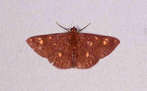 Petelia sp.?, Rio &Ntilde;ambi, Colombia Similar/same:
https://www.jungledragon.com/image/76676/moth_198_la_planada_nature_reserve_colombia.html Colombia,Colombia 2018,Colombia South,Rio &Ntilde;ambi,South America