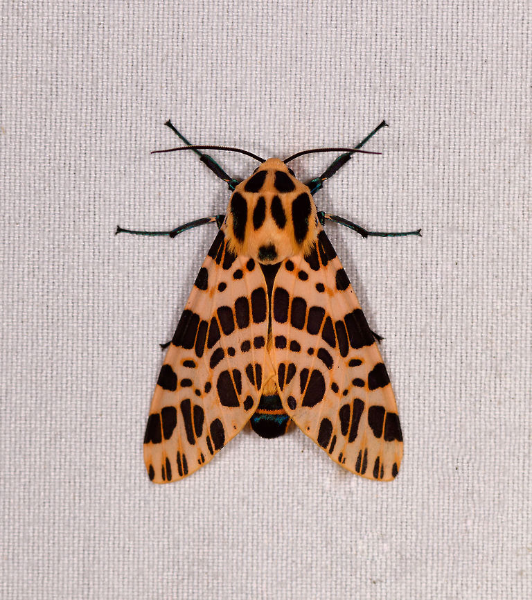 Hypercompe theophila, Rio Ñambi, Colombia  Colombia,Colombia 2018,Colombia South,Hypercompe theophila,Rio Ñambi,South America