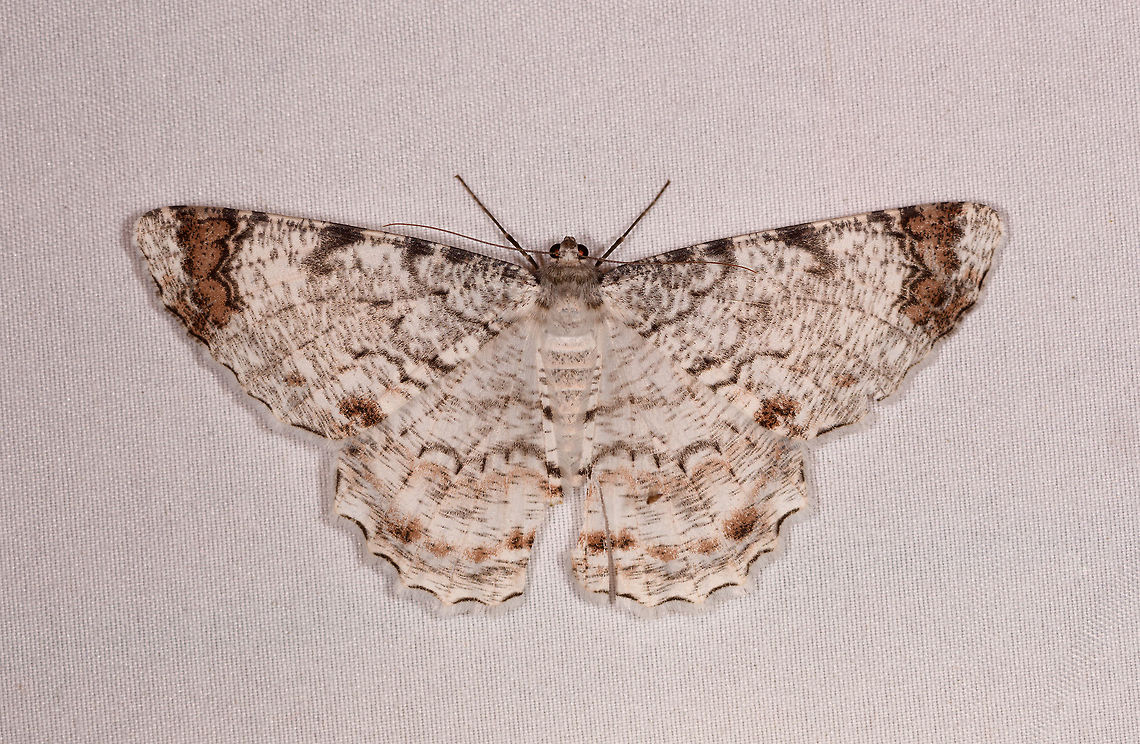 Epimecis anonaria, Rio Ñambi, Colombia  Colombia,Colombia 2018,Colombia South,Epimecis anonaria,Rio Ñambi,South America