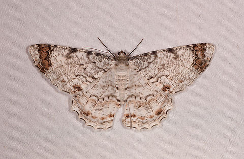 Epimecis anonaria, Rio Ñambi, Colombia  Colombia,Colombia 2018,Colombia South,Epimecis anonaria,Rio Ñambi,South America