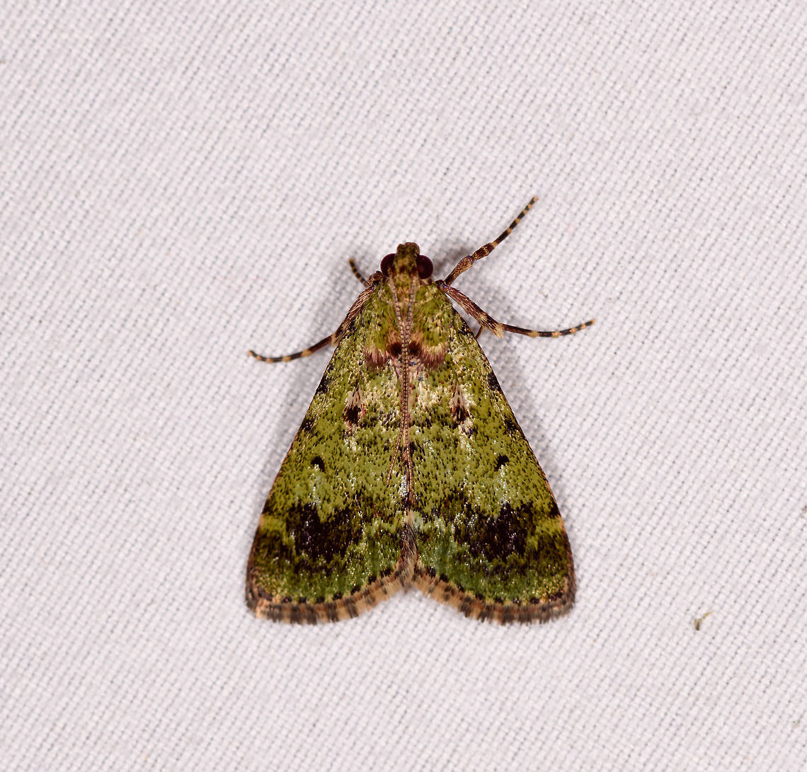 Green camouflaged moth, Rio Ñambi, Colombia  Colombia,Colombia 2018,Colombia South,Rio Ñambi,South America