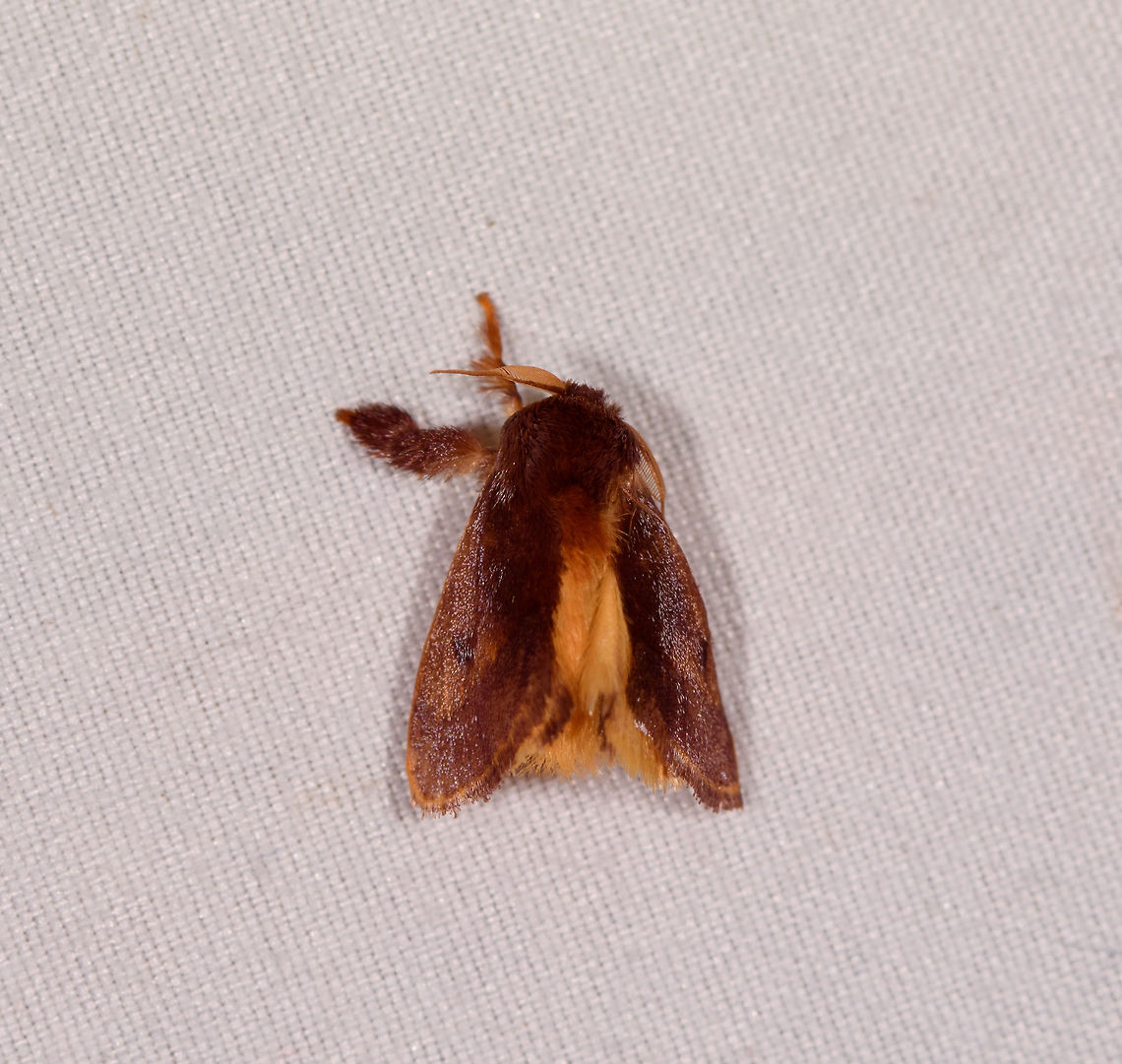 Limacodinae, Rio Ñambi, Colombia  Colombia,Colombia 2018,Colombia South,Rio Ñambi,South America