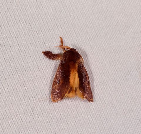 Limacodinae, Rio Ñambi, Colombia  Colombia,Colombia 2018,Colombia South,Rio Ñambi,South America