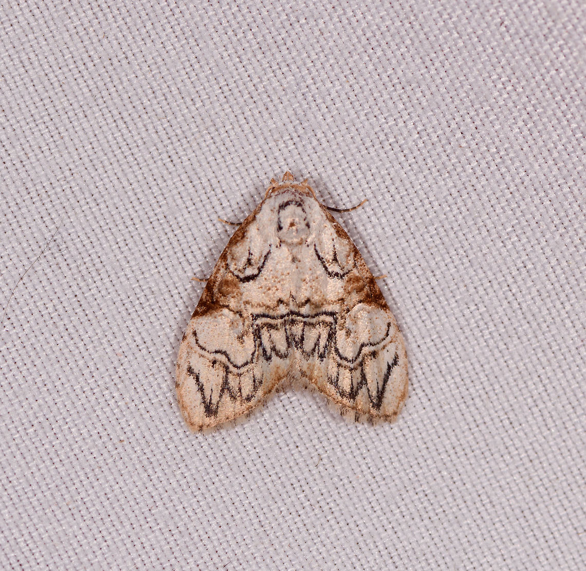 Meganola bifiliferata, Rio Ñambi, Colombia  Colombia,Colombia 2018,Colombia South,Meganola bifiliferata,Rio Ñambi,South America