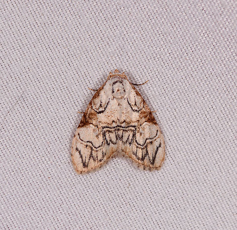 Meganola bifiliferata, Rio Ñambi, Colombia  Colombia,Colombia 2018,Colombia South,Meganola bifiliferata,Rio Ñambi,South America