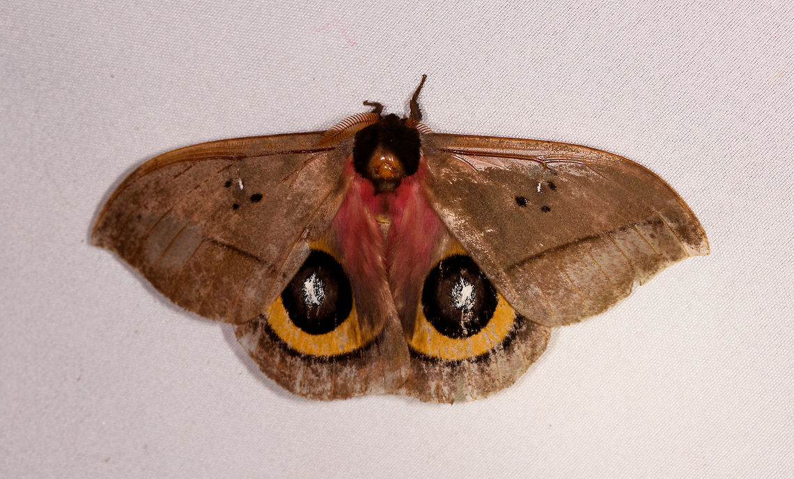 Automeris belti, Rio Ñambi, Colombia  Automeris belti,Colombia,Colombia 2018,Colombia South,Rio Ñambi,South America
