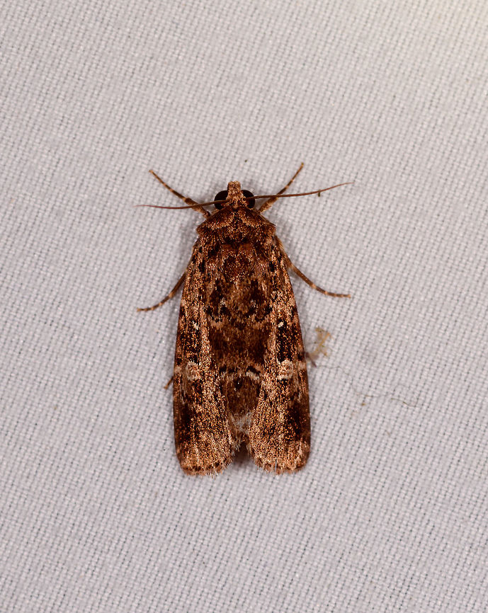 Brown shiny moth, Rio Ñambi, Colombia  Colombia,Colombia 2018,Colombia South,Rio Ñambi,South America
