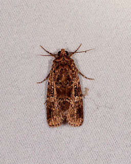 Brown shiny moth, Rio &Ntilde;ambi, Colombia  Colombia,Colombia 2018,Colombia South,Rio &Ntilde;ambi,South America