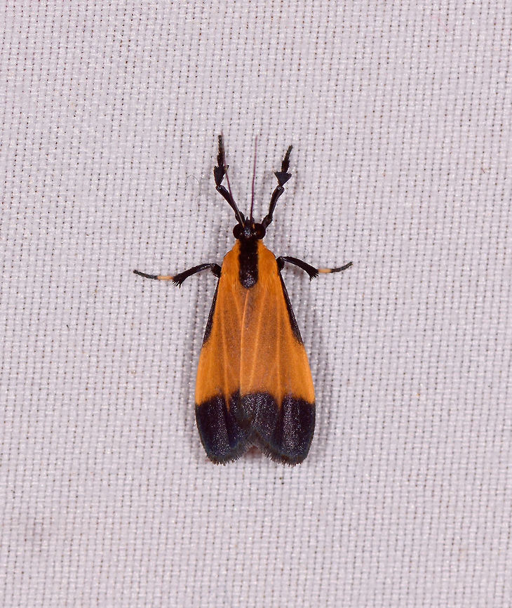 Lycomorpha sp., Rio Ñambi, Colombia  Colombia,Colombia 2018,Colombia South,Rio Ñambi,South America