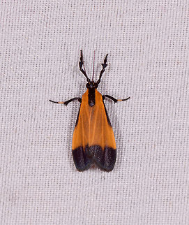 Lycomorpha sp., Rio Ñambi, Colombia  Colombia,Colombia 2018,Colombia South,Rio Ñambi,South America