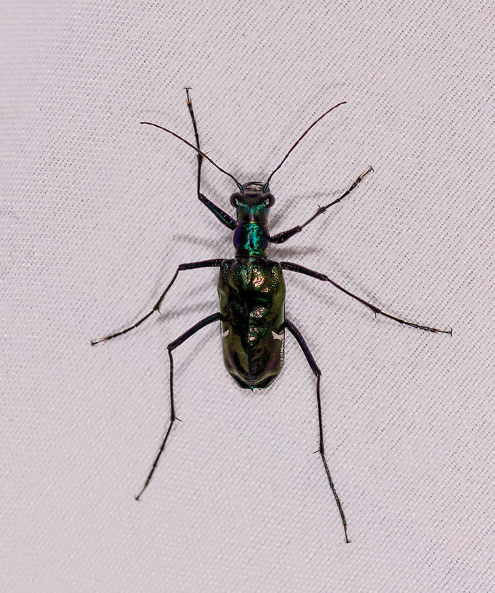 Metallic Tiger Beetle, Rio &Ntilde;ambi, Colombia Bycatch on the moth cloth. Colombia,Colombia 2018,Colombia South,Oxygonia vuillefroyi,Rio &Ntilde;ambi,South America