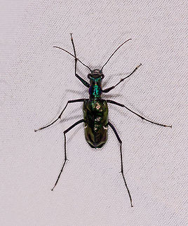 Metallic Tiger Beetle, Rio &Ntilde;ambi, Colombia Bycatch on the moth cloth. Colombia,Colombia 2018,Colombia South,Oxygonia vuillefroyi,Rio &Ntilde;ambi,South America