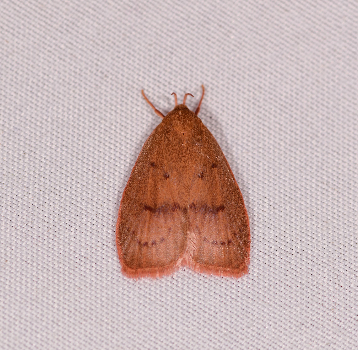Small orange moth, Rio Ñambi, Colombia  Colombia,Colombia 2018,Colombia South,Rio Ñambi,South America