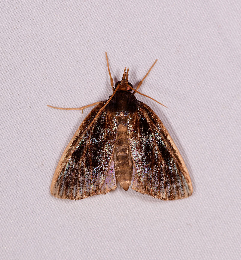 Brown yellow reflective moth, Rio Ñambi, Colombia  Colombia,Colombia 2018,Colombia South,Rio Ñambi,South America