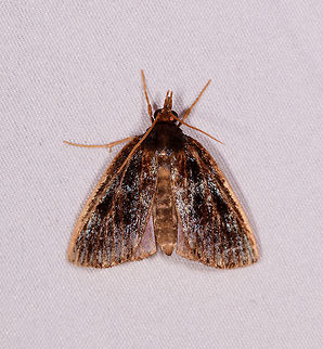 Brown yellow reflective moth, Rio Ñambi, Colombia  Colombia,Colombia 2018,Colombia South,Rio Ñambi,South America