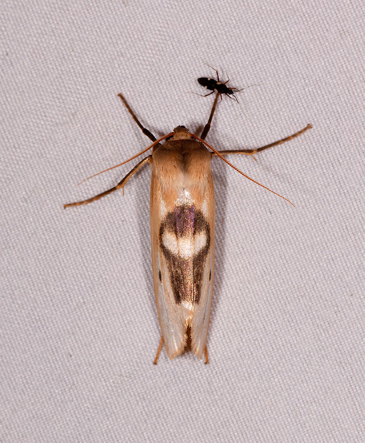 Agylla nitidalis, Rio Ñambi, Colombia Same species found in La Planada:<br />
<figure class="photo"><a href="https://www.jungledragon.com/image/76602/agylla_nitidalis_la_planada_nature_reserve_colombia.html" title="Agylla nitidalis, La Planada Nature Reserve, Colombia"><img src="https://s3.amazonaws.com/media.jungledragon.com/images/2/76602_thumb.jpg?AWSAccessKeyId=05GMT0V3GWVNE7GGM1R2&Expires=1767225610&Signature=l3qeeU9KyCPcrumOXL%2BzyZ2srsY%3D" width="144" height="152" alt="Agylla nitidalis, La Planada Nature Reserve, Colombia  Agylla nitidalis,Colombia,Colombia 2018,Colombia South,Fall,Geotagged,La Planada Nature Reserve,South America" /></a></figure> Agylla nitidalis,Colombia,Colombia 2018,Colombia South,Rio Ñambi,South America