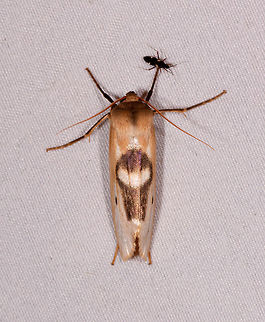 Agylla nitidalis, Rio &Ntilde;ambi, Colombia Same species found in La Planada:
https://www.jungledragon.com/image/76602/moth_170_la_planada_nature_reserve_colombia.html Agylla nitidalis,Colombia,Colombia 2018,Colombia South,Rio &Ntilde;ambi,South America